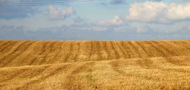 В Україні суттєво здорожчала земля: скільки коштує гектар