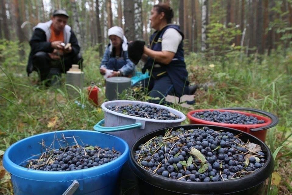 Заробляєш з дарів лісу – плати ренту: податківці нагадують про обовʼязок чесного бізнесу